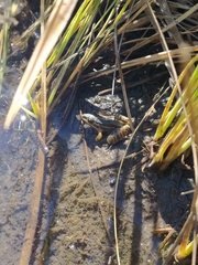 Leptodactylus furnarius