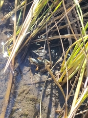 Leptodactylus furnarius