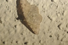 Digrammia muscariata