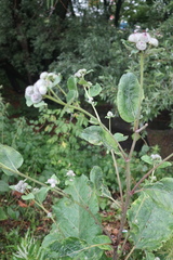 Arctium tomentosum