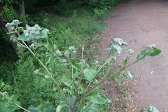 Arctium tomentosum