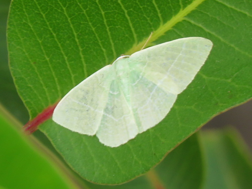 photo of (Nemoria leptalea)