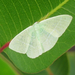 photo of (Nemoria leptalea)
