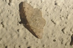 Digrammia muscariata