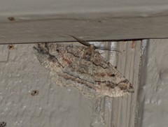 Pterospoda nigrescens