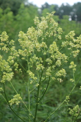 Thalictrum lucidum