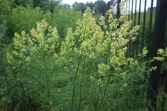 Thalictrum lucidum