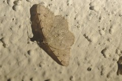 Digrammia muscariata