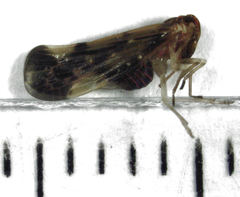 Eocenchrea maorica