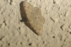 Digrammia muscariata