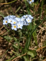 Myosotis graui