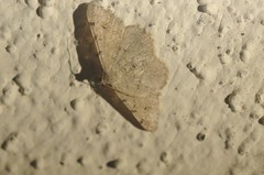 Digrammia muscariata