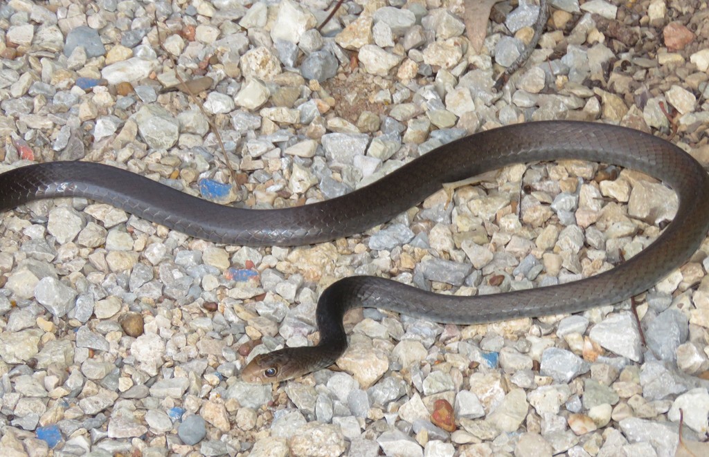 Papuan Whip Snake