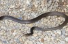 Greater Black Whipsnake - Photo (c) Richard D Reams, some rights reserved (CC BY-NC), uploaded by Richard D Reams