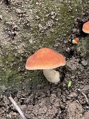 Basidiomycota