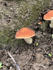 Basidiomycota