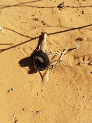 Montagnea arenaria