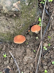 Basidiomycota
