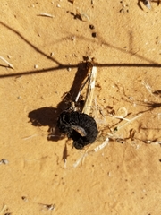 Montagnea arenaria