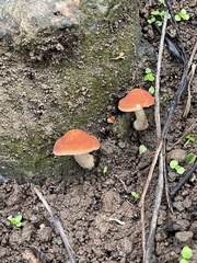 Basidiomycota