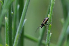 Calomicrus circumfusus