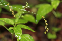Carex echinodes