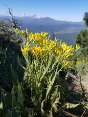 Crepis occidentalis