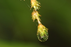 Carex echinodes