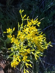 Crepis occidentalis