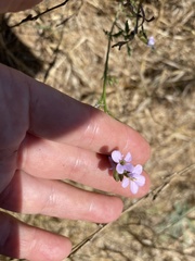 Erucaria hispanica