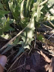 Crepis occidentalis
