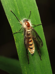 Entomophthorales