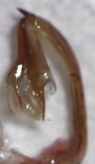 Eocenchrea maorica