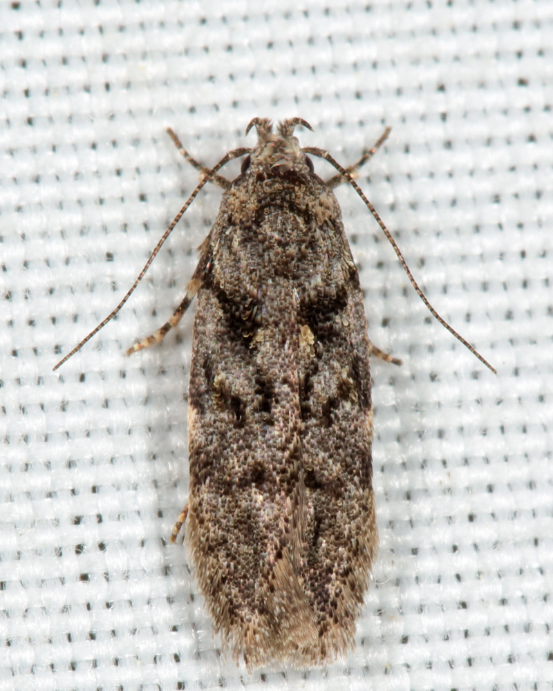 Xenolechia ontariensis