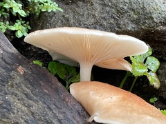 Basidiomycota