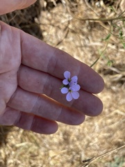 Erucaria hispanica
