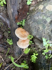 Basidiomycota