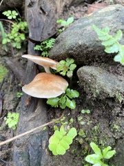 Basidiomycota