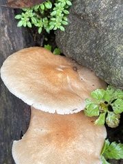 Basidiomycota
