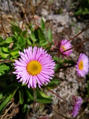 Erigeron thunbergii
