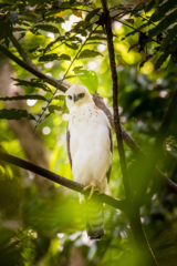 Nisaetus lanceolatus