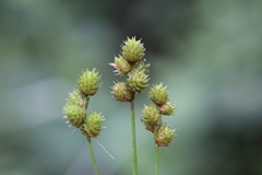 Carex molesta