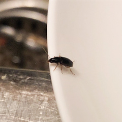 Stenolophus ochropezus