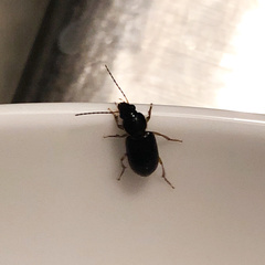 Stenolophus ochropezus