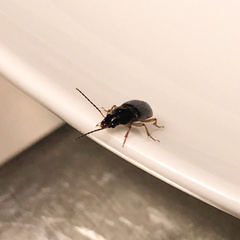 Stenolophus ochropezus