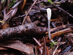 Clavaria falcata
