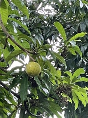 Pouteria campechiana