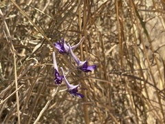 Delphinium peregrinum
