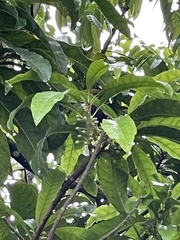 Pouteria campechiana