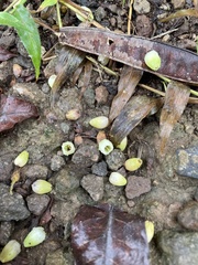 Pouteria campechiana